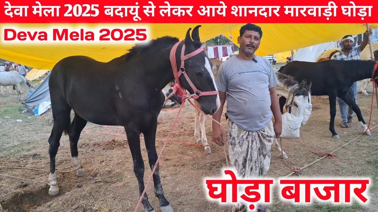 देवा शरीफ मेला 2025 बदायूं से लेकर आये शानदार मारवाड़ी घोड़ा 💥💯|Deva mela Ghoda bazar|Deva Mela 2025