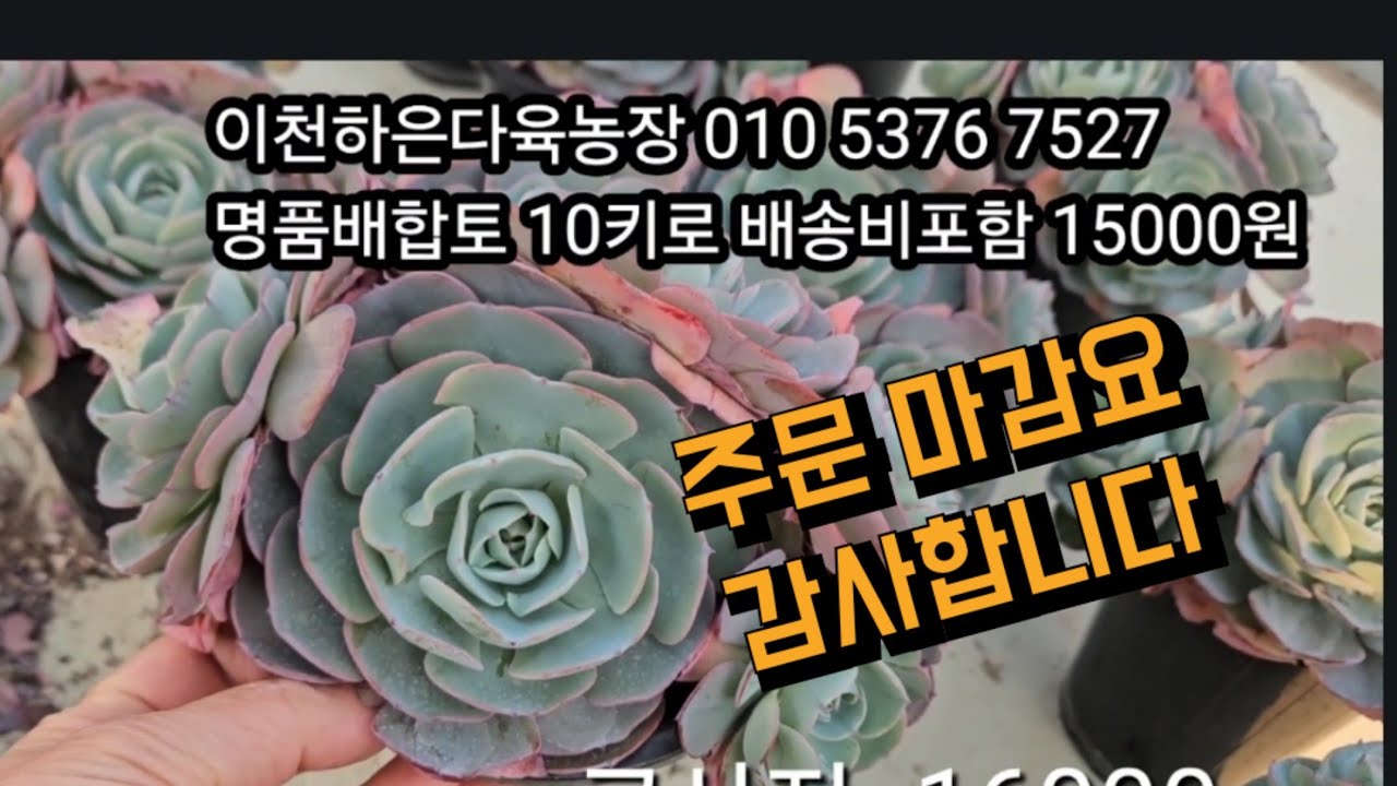 2026년 1월 23일 코사지 까멜리아 #다육식물 #다육이판매 #다육이관리 #다육농장 #이천다육키핑장 #식물가꾸기 