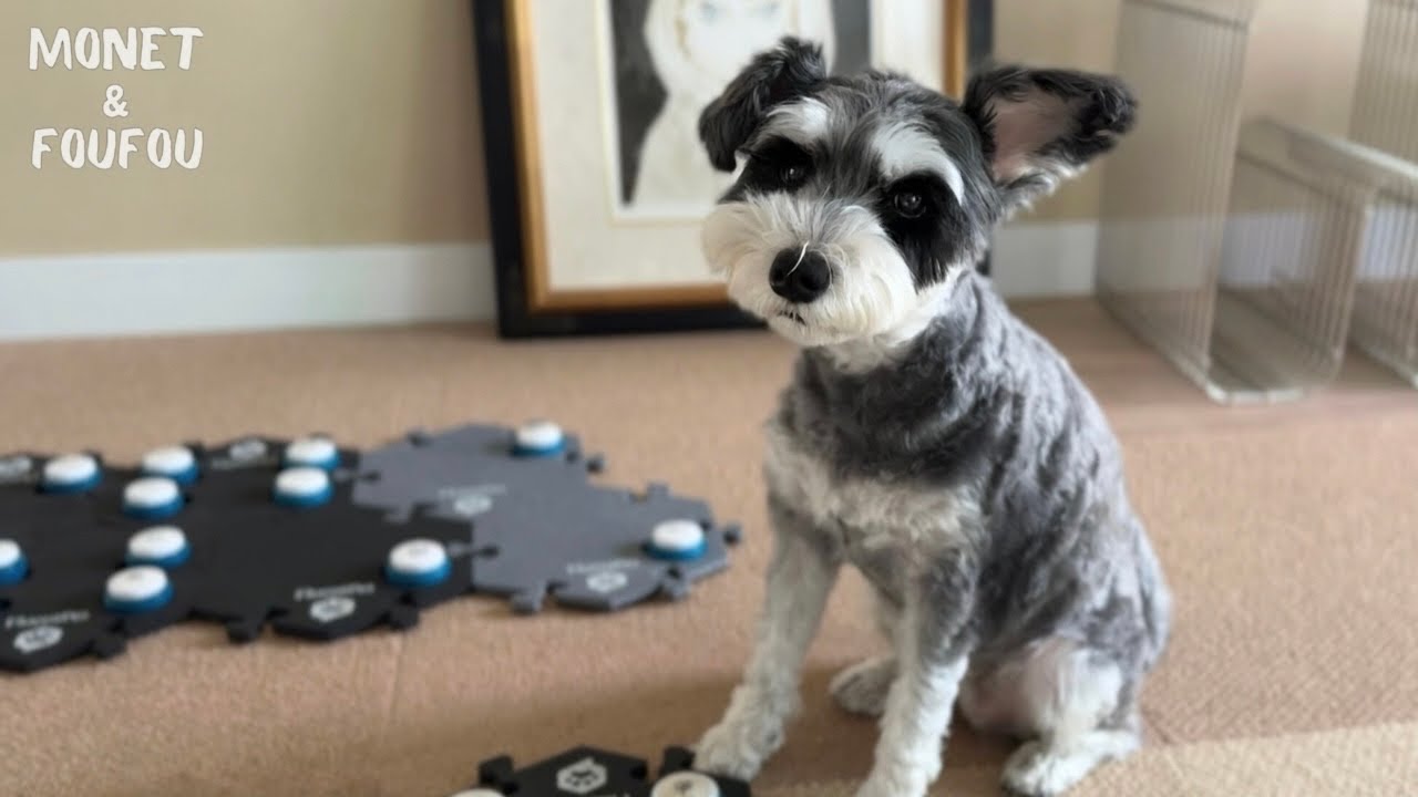 叱られた…犬に。しかも母みたいに😅