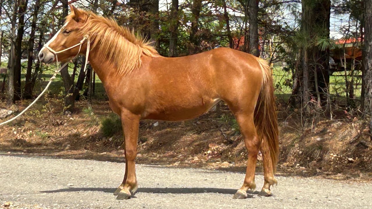 Aurora. Pony. Lot 54 Tulsa sale Feb 5 Dickinson Horses