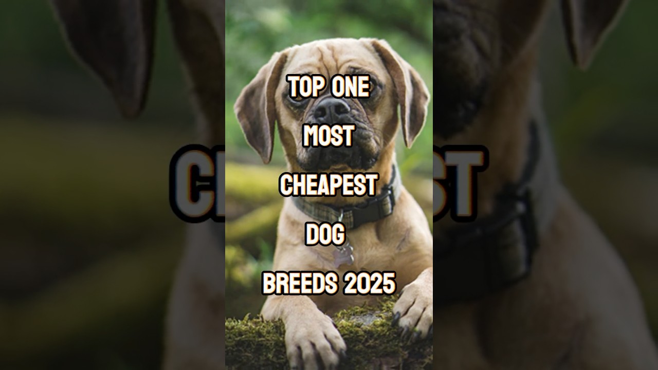 Top one Most Cheapest Dog Breed in 2025 🐕 | Affordable Dog Facts 