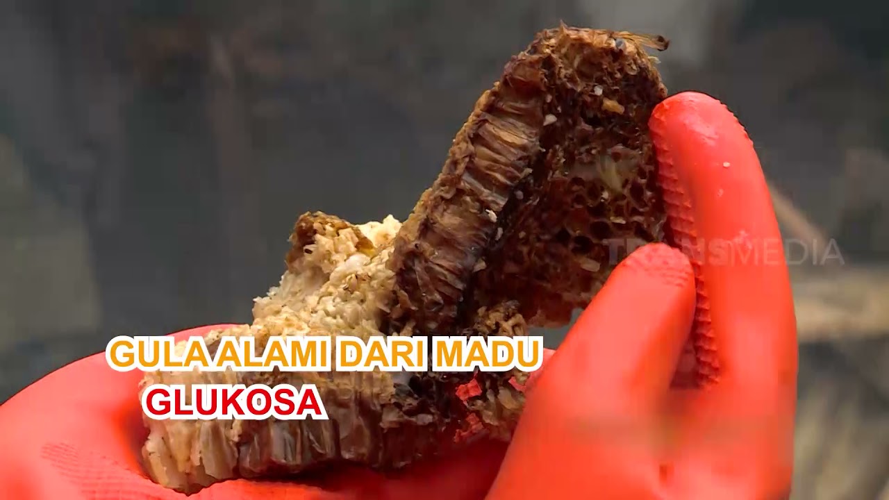 MANFAAT TERAPI HEWAN | SEHAT ALA NABI (21/04/21) PART 2