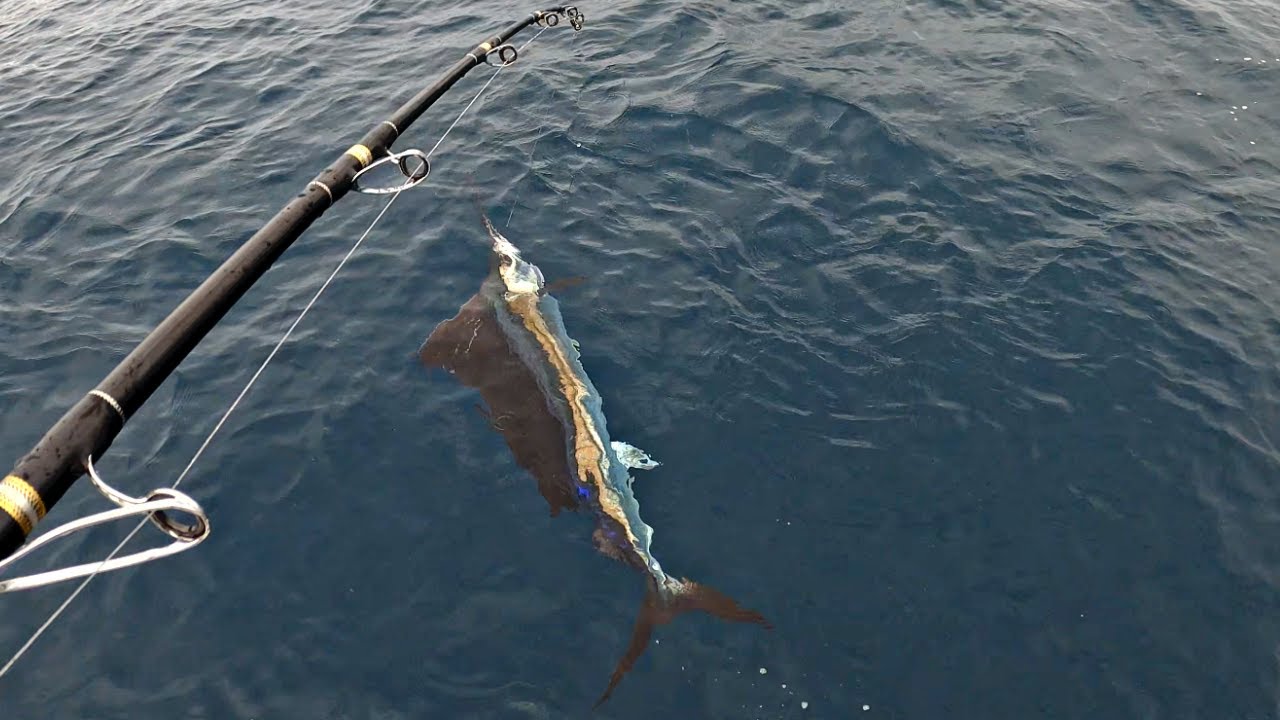 Pesca de pez vela en la zona de MIAMI mucha acción, Como LIBERAR pez vela correctamente!