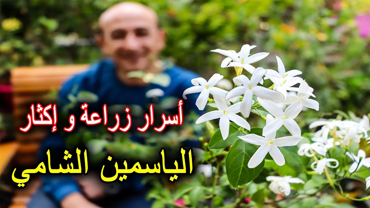 الياسمين الشامي من زراعة و رعاية و إكثار