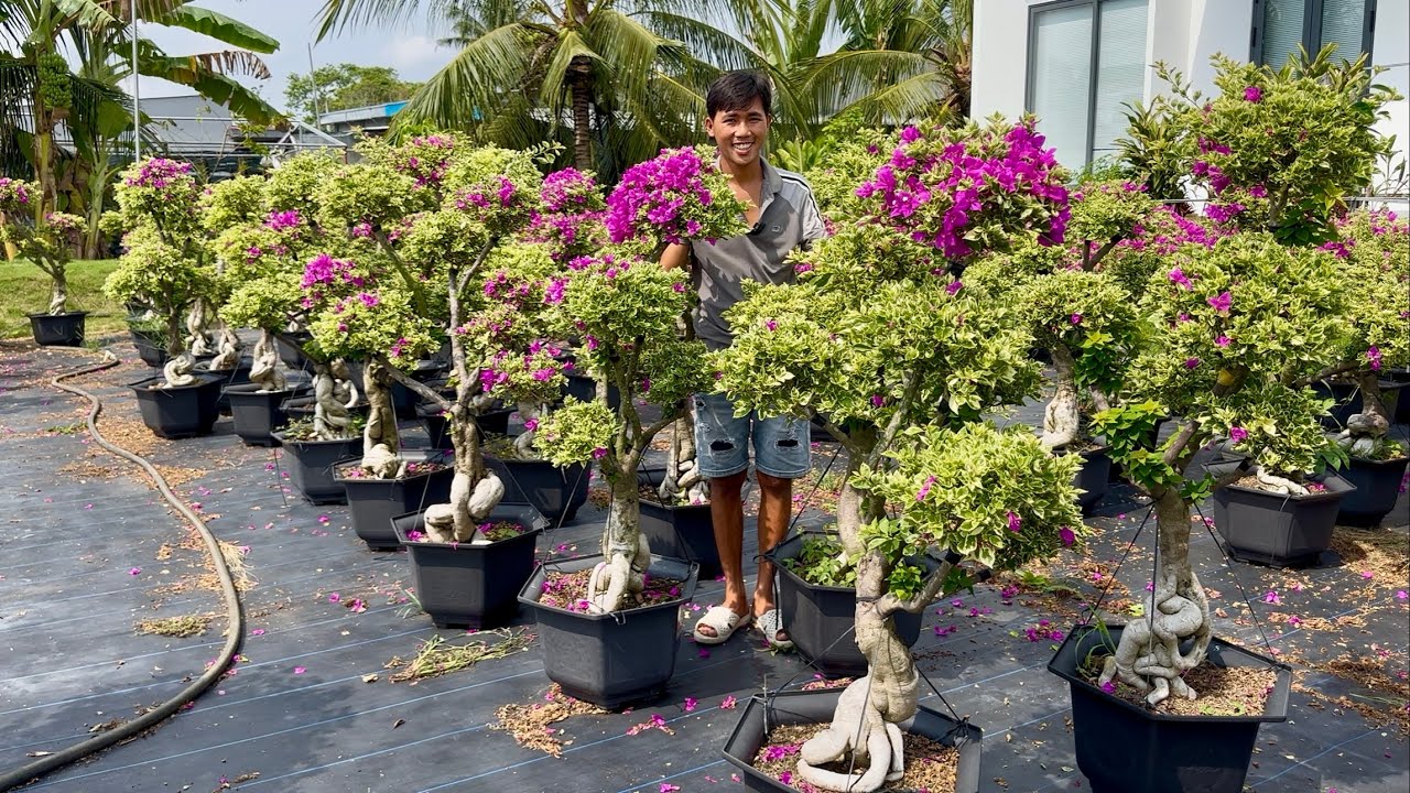 Nghệ thuật hoa giấy ghép siêu bông chi mâm siêu đẹp giao lưu sỉ và lẻ ☎️0765.998.660 Thanh Nguyên