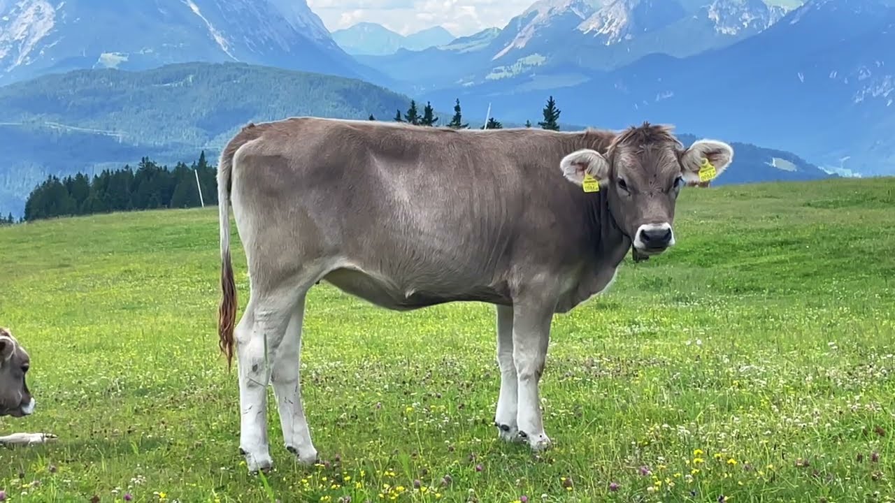 Seefeld in Tirol   4K