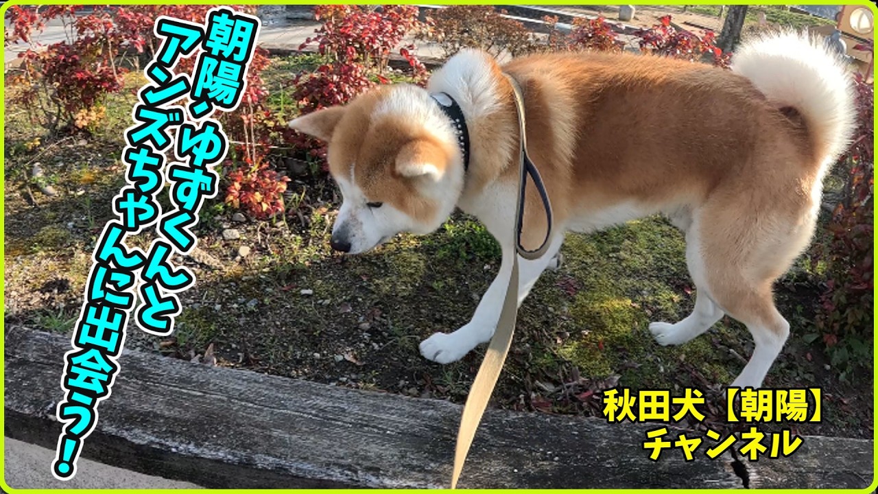 秋田犬【朝陽】チャンネル【朝陽､ゆずくんとアンズちゃんに出会う！】#秋田犬 #秋田犬保存会 #大型犬のいる生活 #犬のいる生活 #豆柴 #ガソリン値上がり#オードブル容器