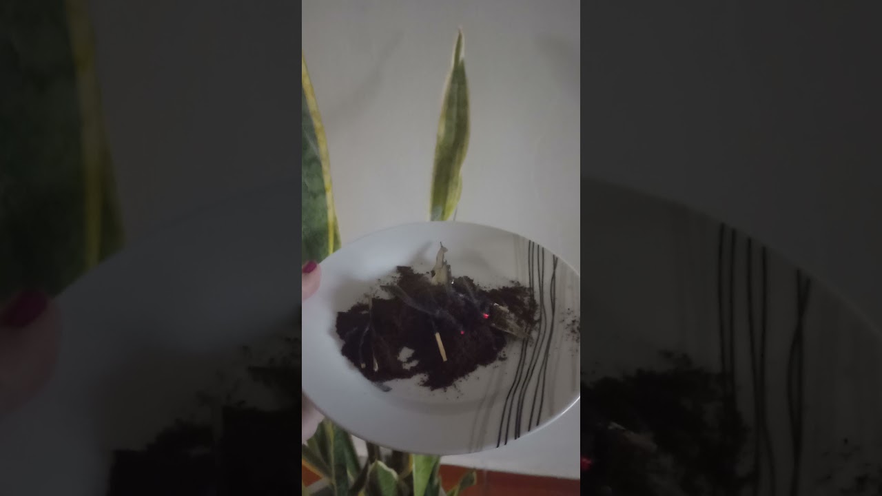 limpeza e prote&ccedil;&atilde;o de casa .#casaaben&ccedil;oada🌿🍀🌻❤️