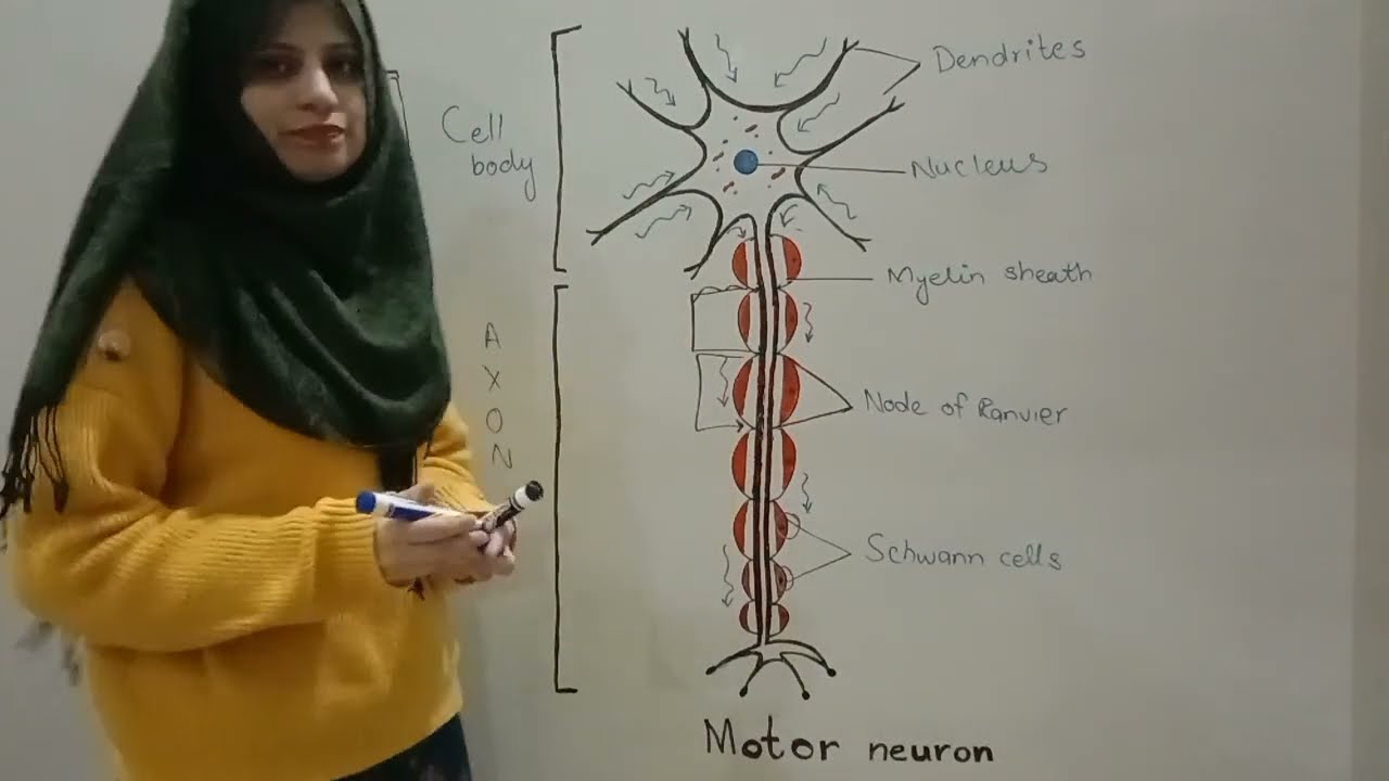 How to label neuron?Structure of neuron.nerve cell.#biology #10classscience #bisesahiwal #students