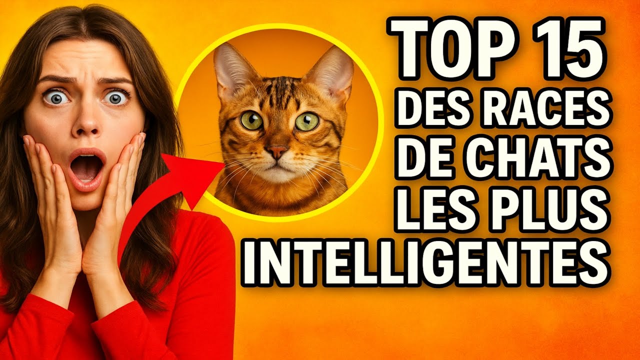 Top 15 des races de chats les plus intelligentes. Votre chat en fait-il partie ?