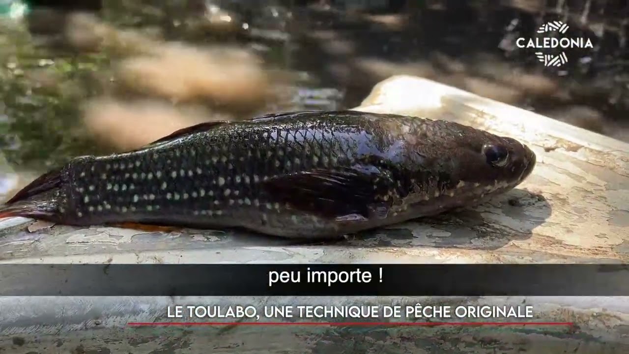 Le Toulabo, une technique de pêche originale