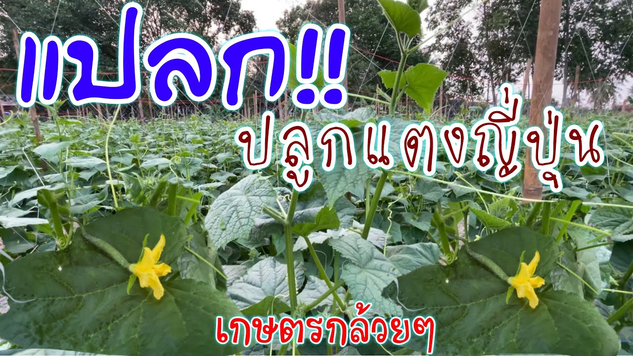 แตงกวาญี่ปุ่นปลูกเมืองไทยได้ไหมมาชม | เกษตรกล้วยๆ | เกษตรสร้างรายได้ | บ่าวยุทธพาจ้วด