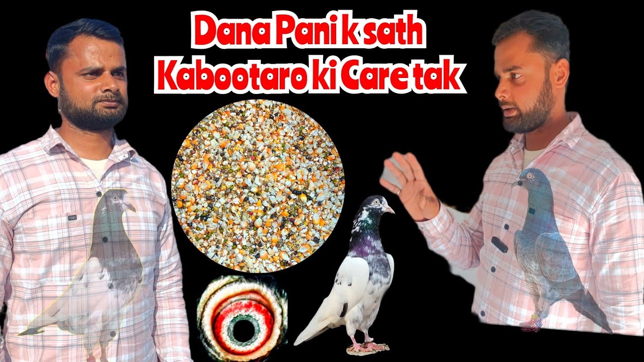 BREEDING K LIYE KAISA DANA DE | Kabootar k Bache kamzor kyu pal rhe hai | Dana Pani with Verma Bhai