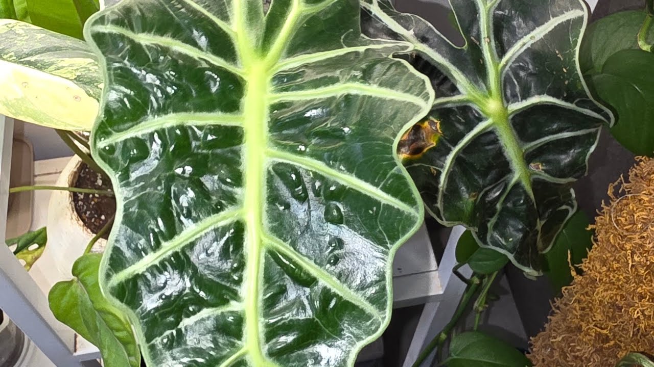 Let's check the plants that I am propagating (part 1)#plants #alocasia#alocasiaamazonica