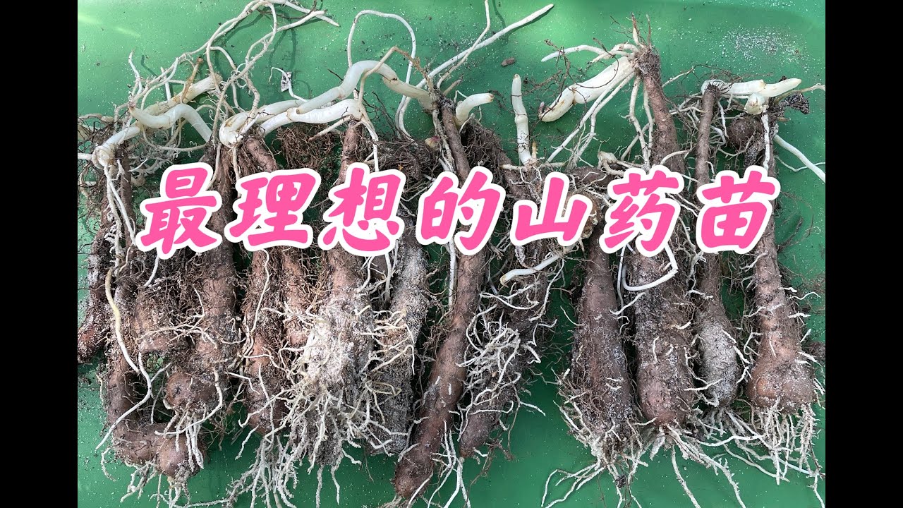 育出最理想的山药苗，不再为山药苗困惑。