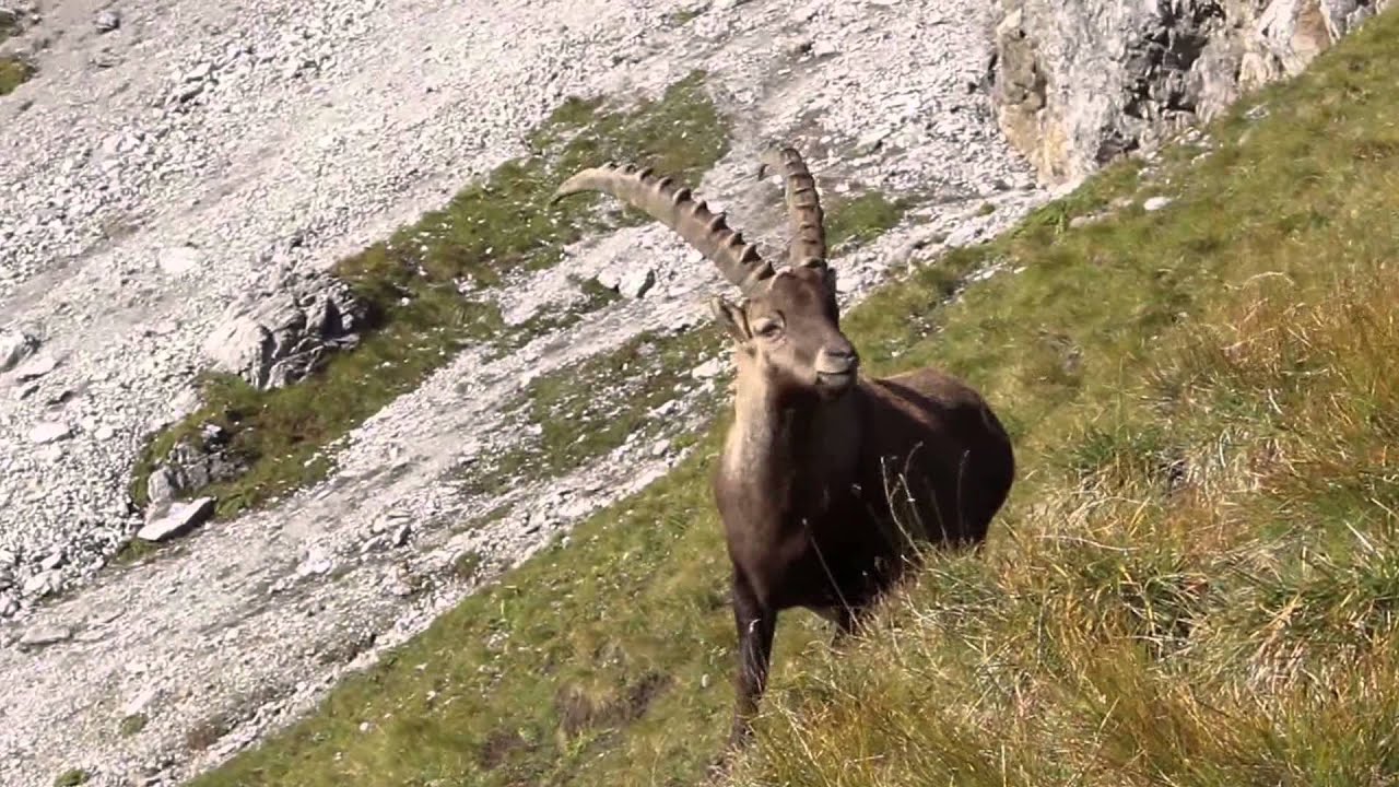 Memminger Hütte und die Steinböcke