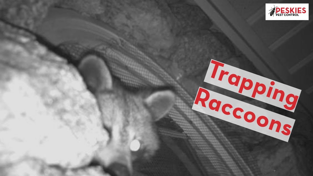 Trapping Raccoons in Deatsville Alabama!