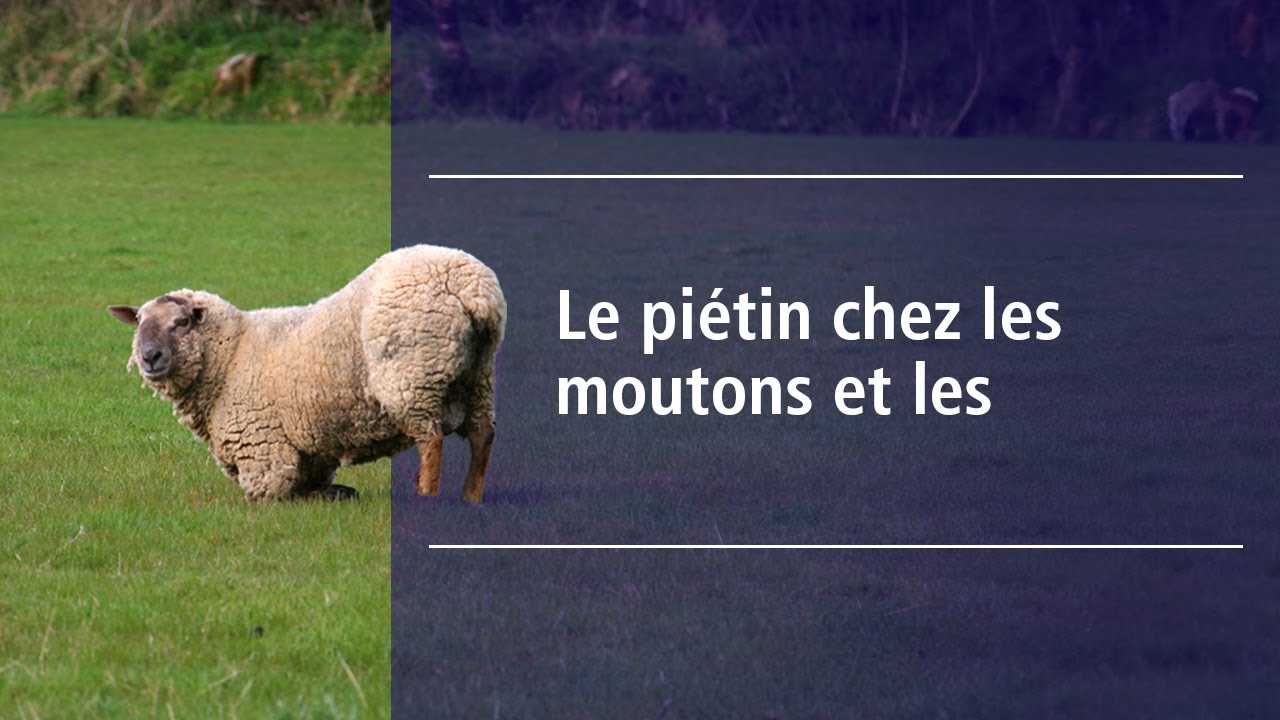 Le piétin chez les moutons et les chèvres