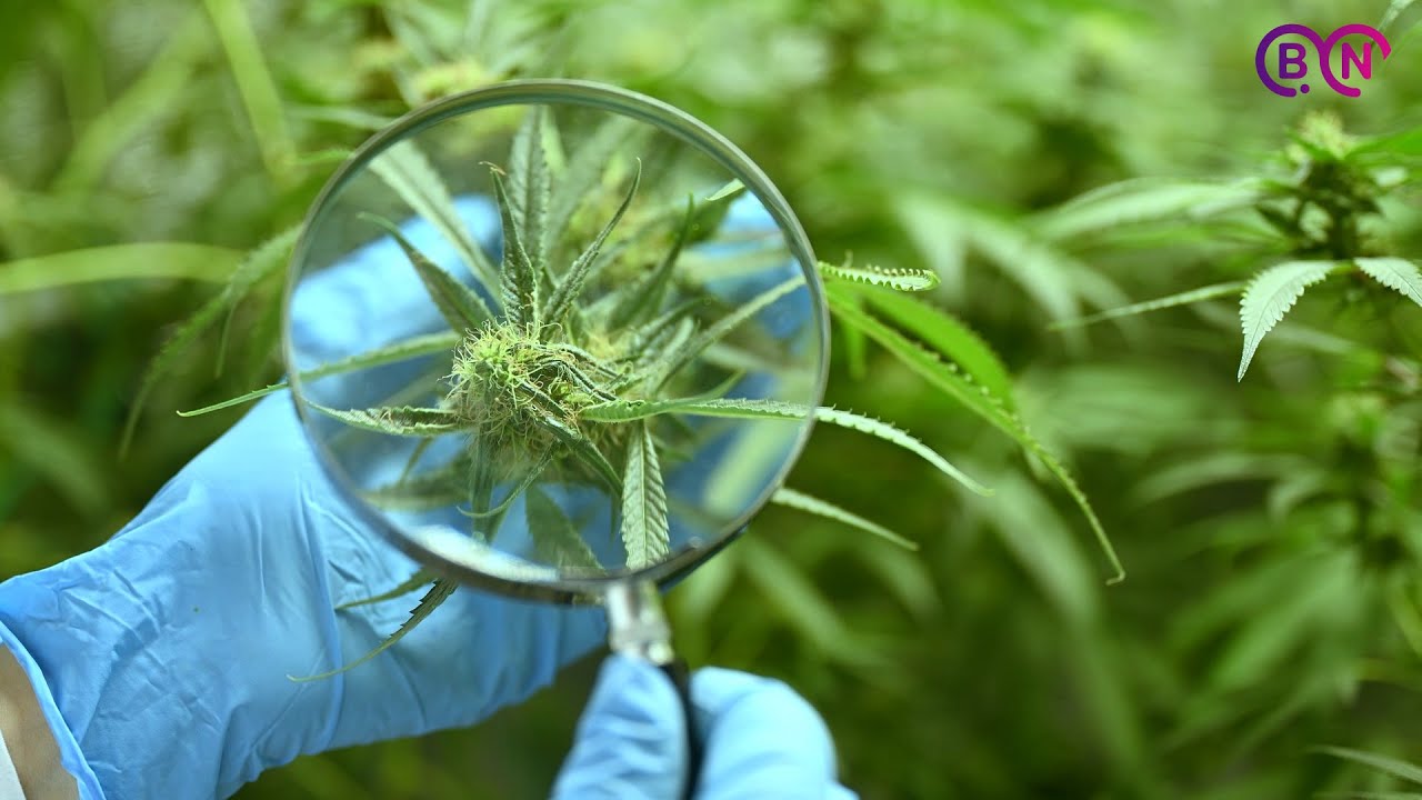 ONG Cannabis Medicinal Benito Ju&aacute;rez