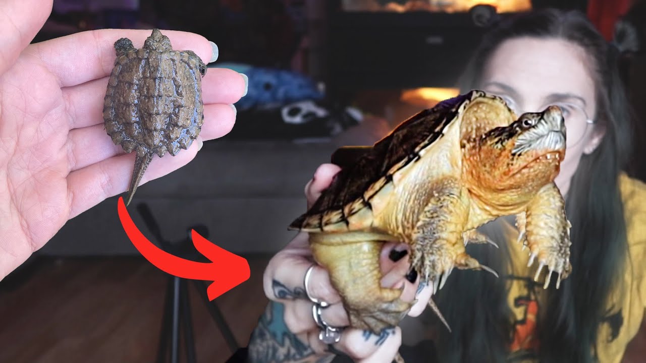 He GREW. Now what?.. SNAPPING TURTLE POND (in my living room)