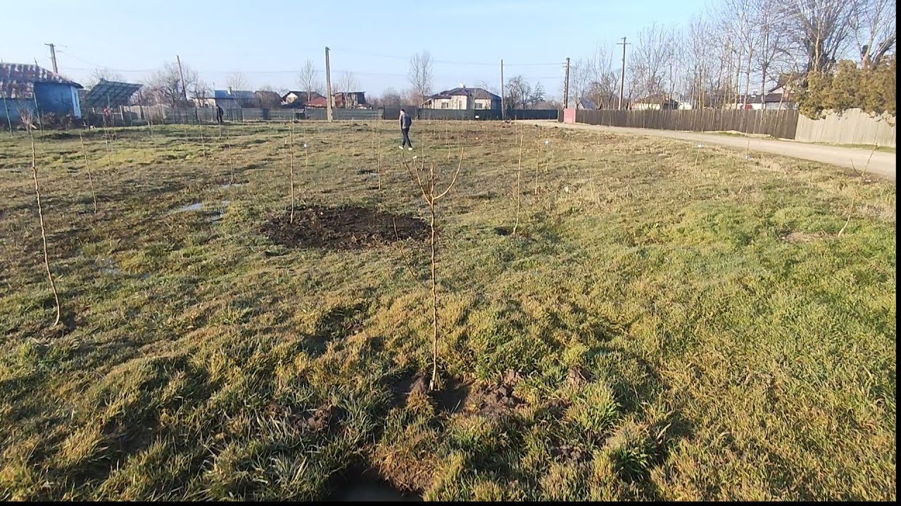 163 de peri Wiliams galben la tăierea de formare coroana (Portaltoi sălbatic)🍐✅🤗