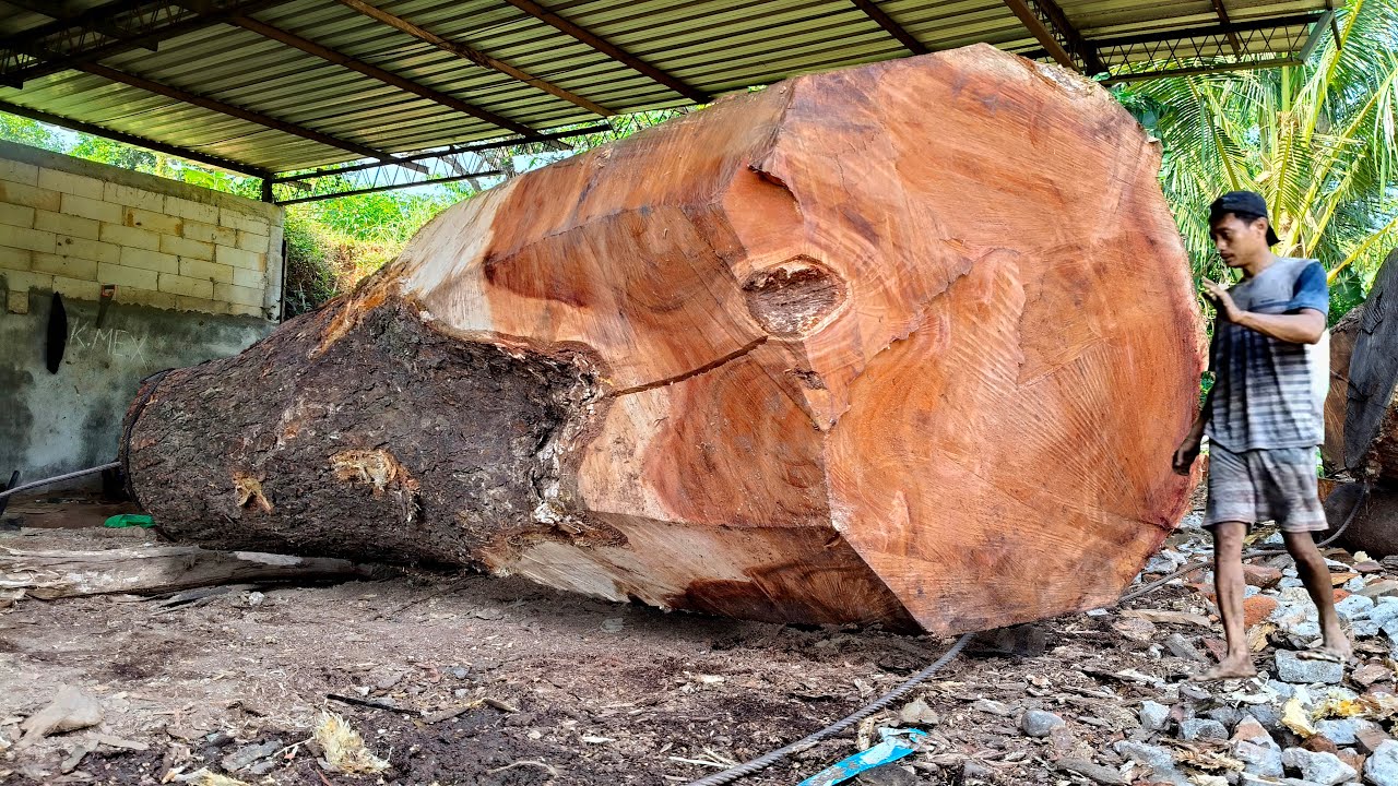Destroyed!! Until the Wood Cries! Brutal Saws Cut Without Mercy!