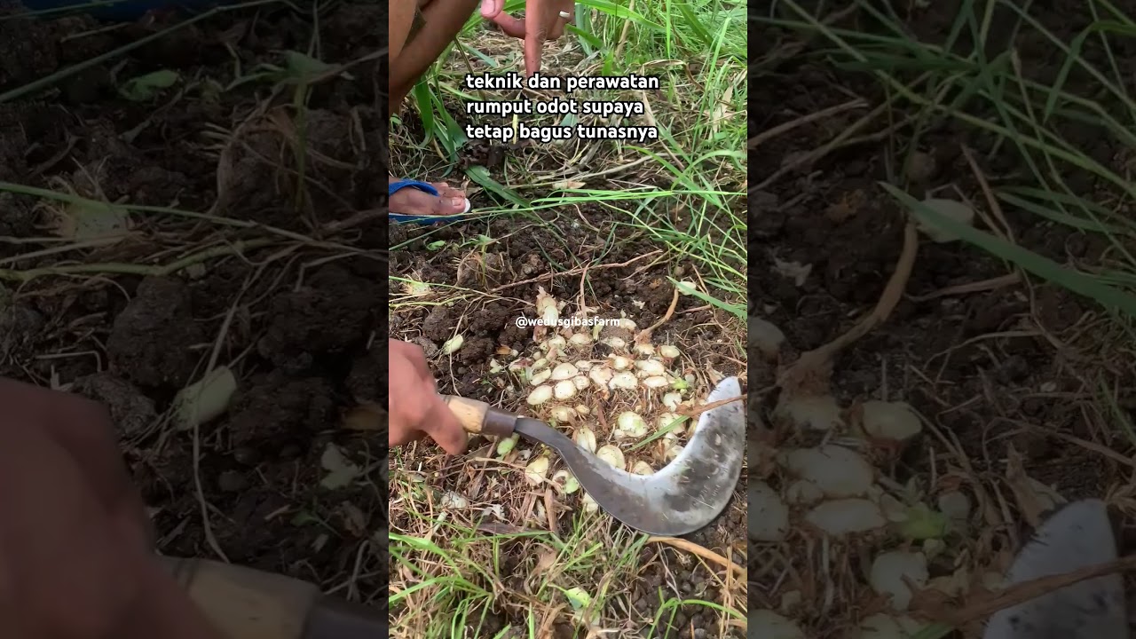 cara merawat rumput odot 