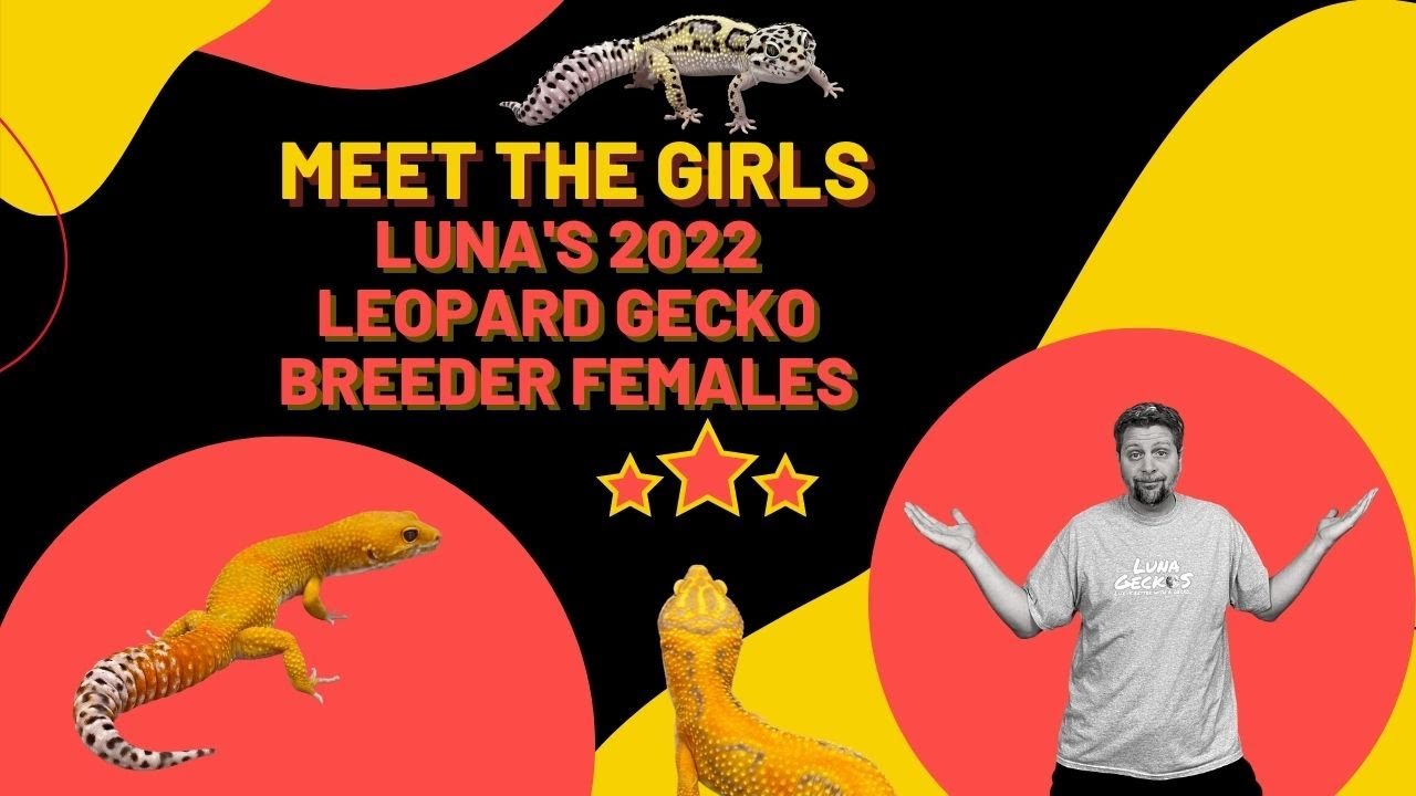Meet The Girls | Luna's 2022 Leopard Gecko Breeder Females