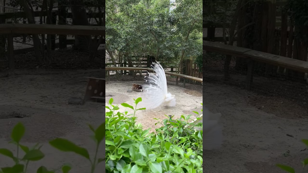 Male Peacock Shakes Train Feathers at Female Peacock