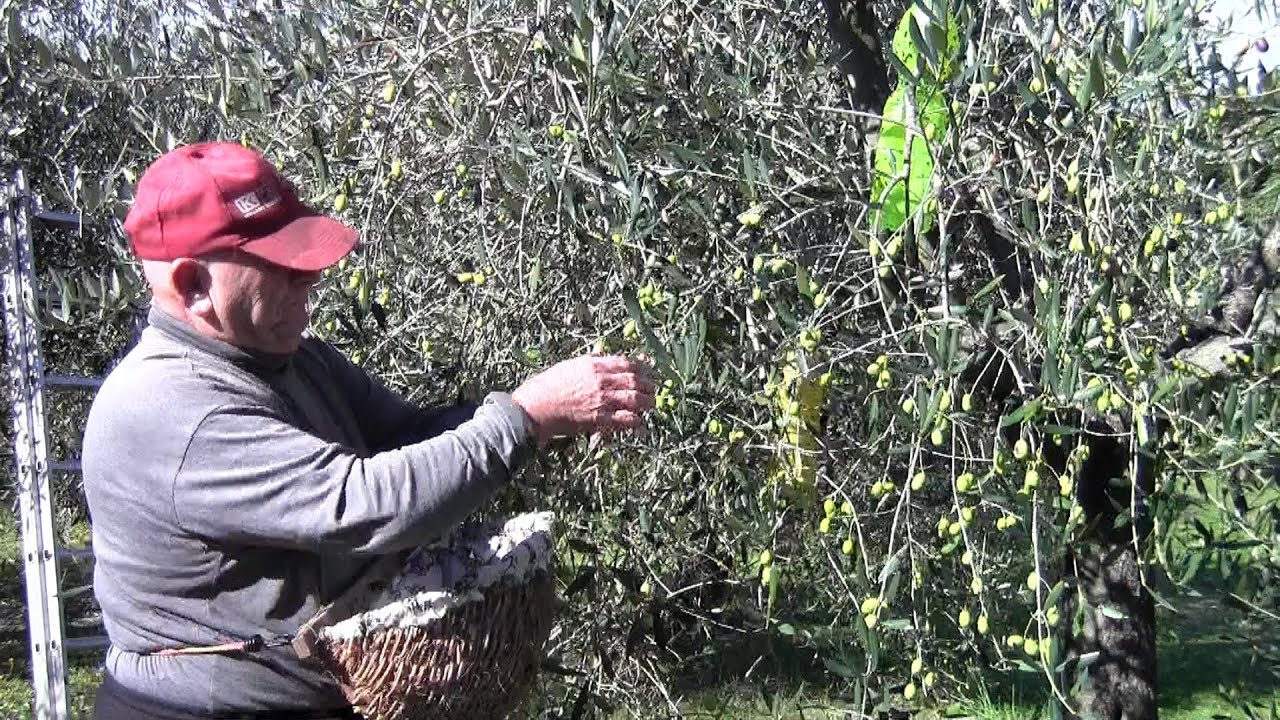 Toskana-Land der Oliven, Olivenöl Pressung, Ernte