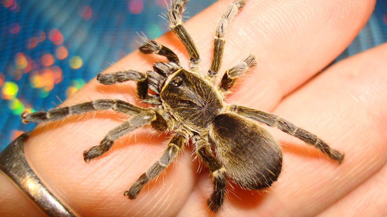 Czym jest Eucratoscelus Pachypus?🕷️