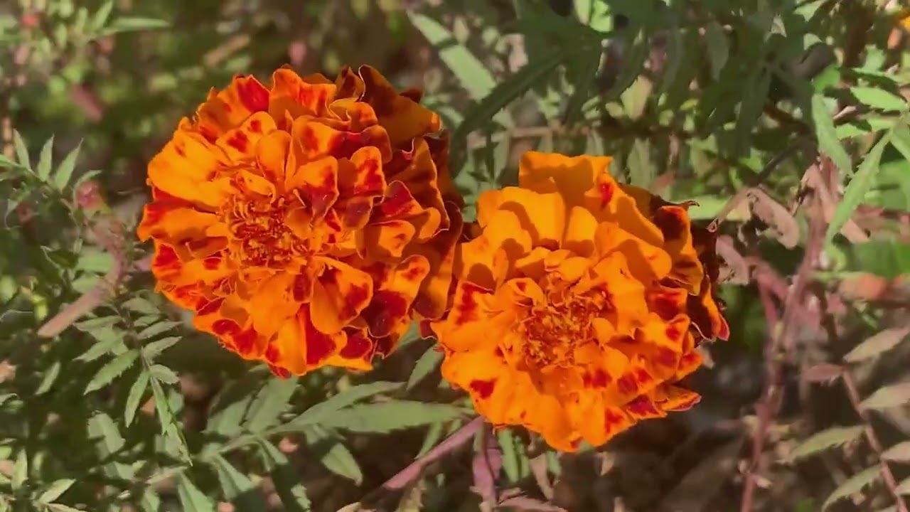 Marigold Cultivation – Easy & Profitable Flower Farming #mustwatch #video #marigold 