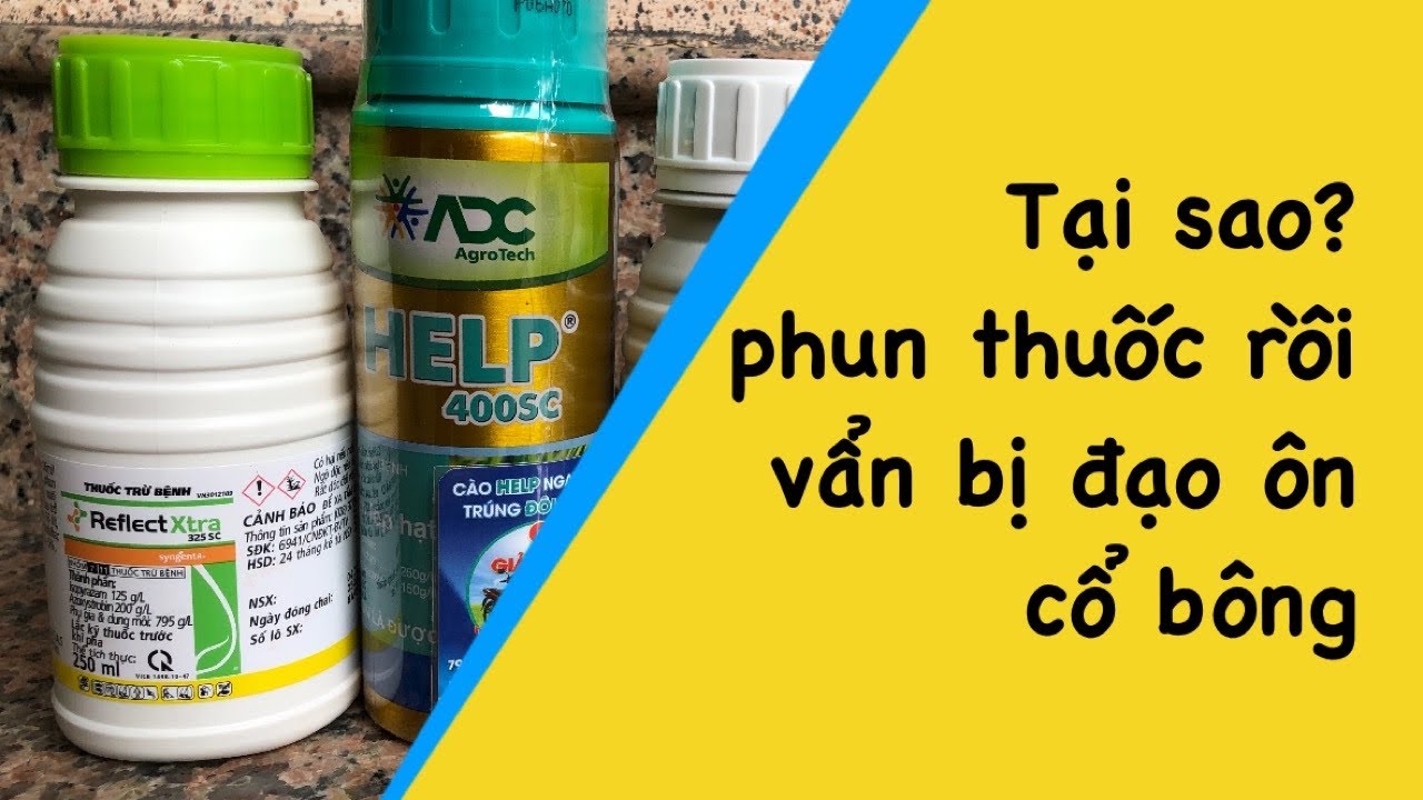 Thời điểm phun thuốc tốt nhất để quản lý đạo ôn cổ bông, lem lép hạt và lép vàng do vi khuẩn