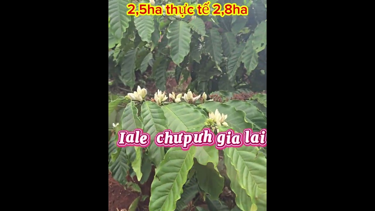 2,5ha trong bìa  thực tế 2,8ha  chỉ 3 tỷ 879tr nguyên lô tại chưpưh gia lai.lh 0362.228.778