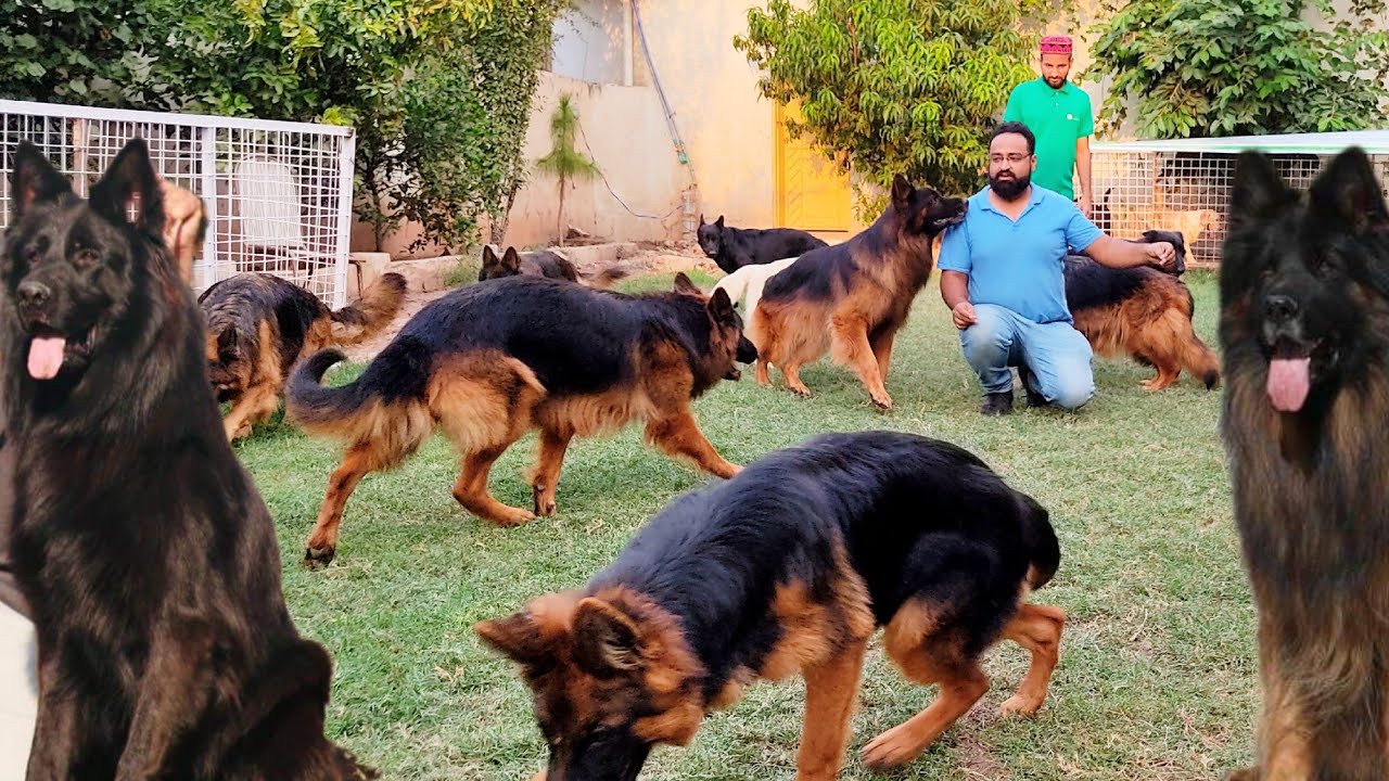 Best Quality German shepherds female and male ready to Export
