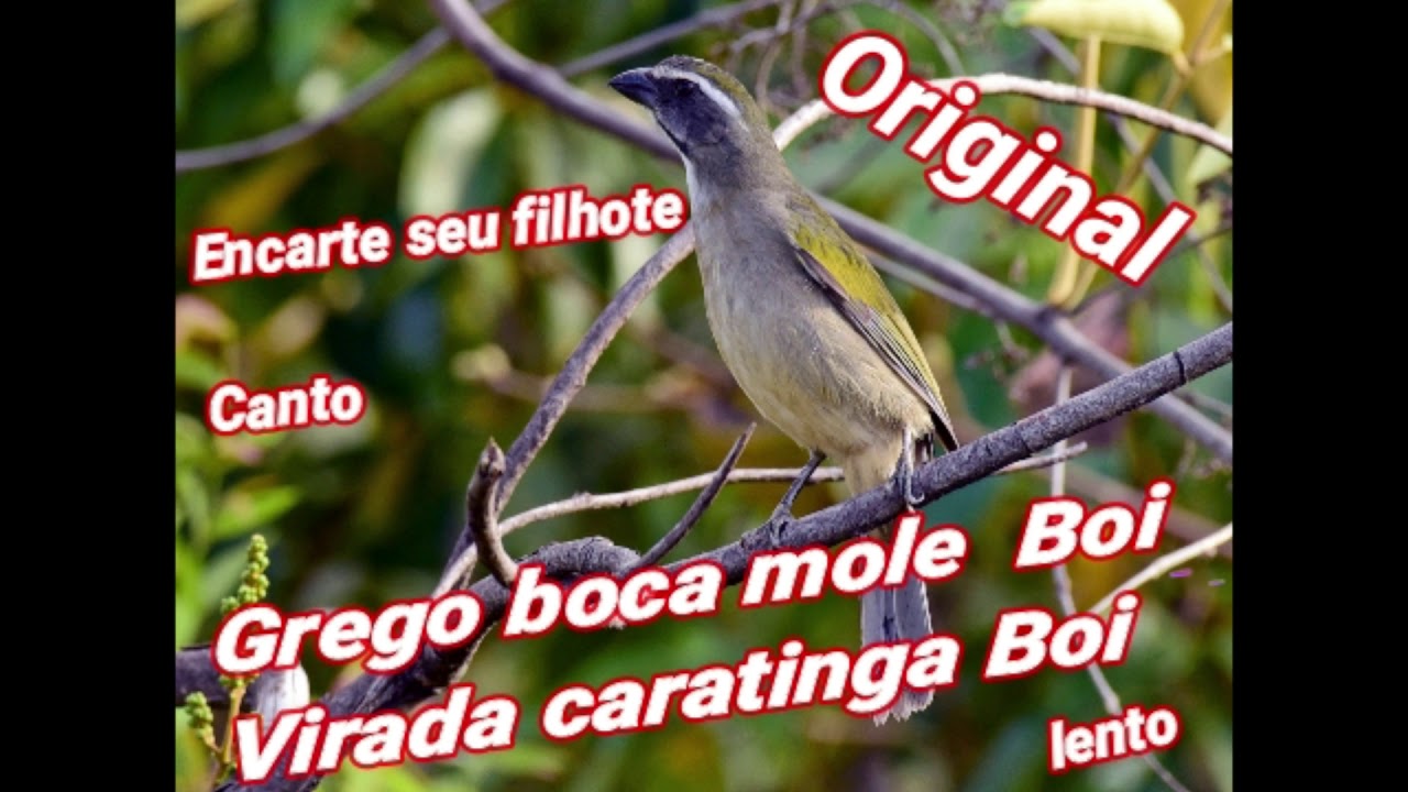 Encarte  seu trinca ferro canto grego boca mole boi com virada caratinga boi