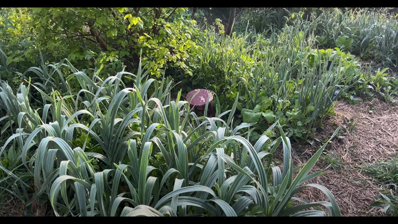 Huerto SIN LABOREO & SIN INSUMOS - En el Bosque de Alimentos