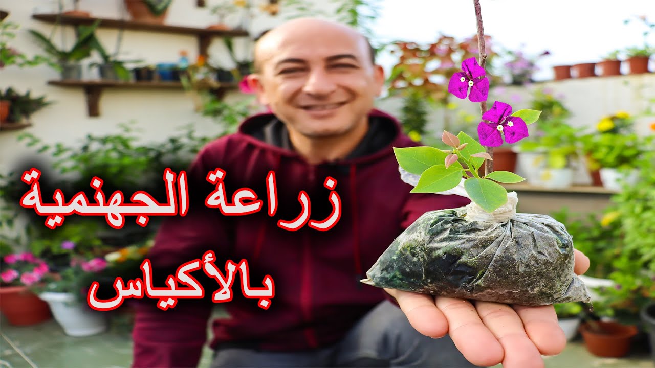 زراعة الجهنمية بالاكياس من العُقل