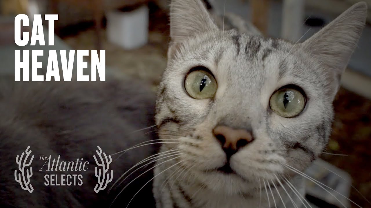 All Cats Go to Heaven