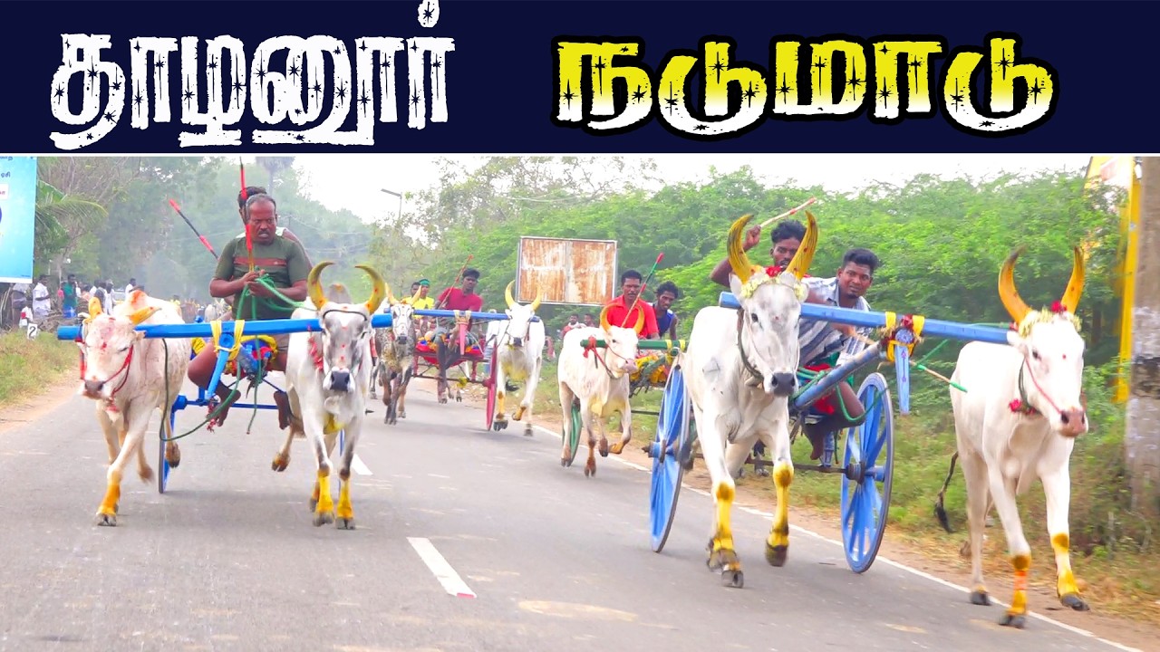 தாழனூர் நடுமாடு 01/03/2026