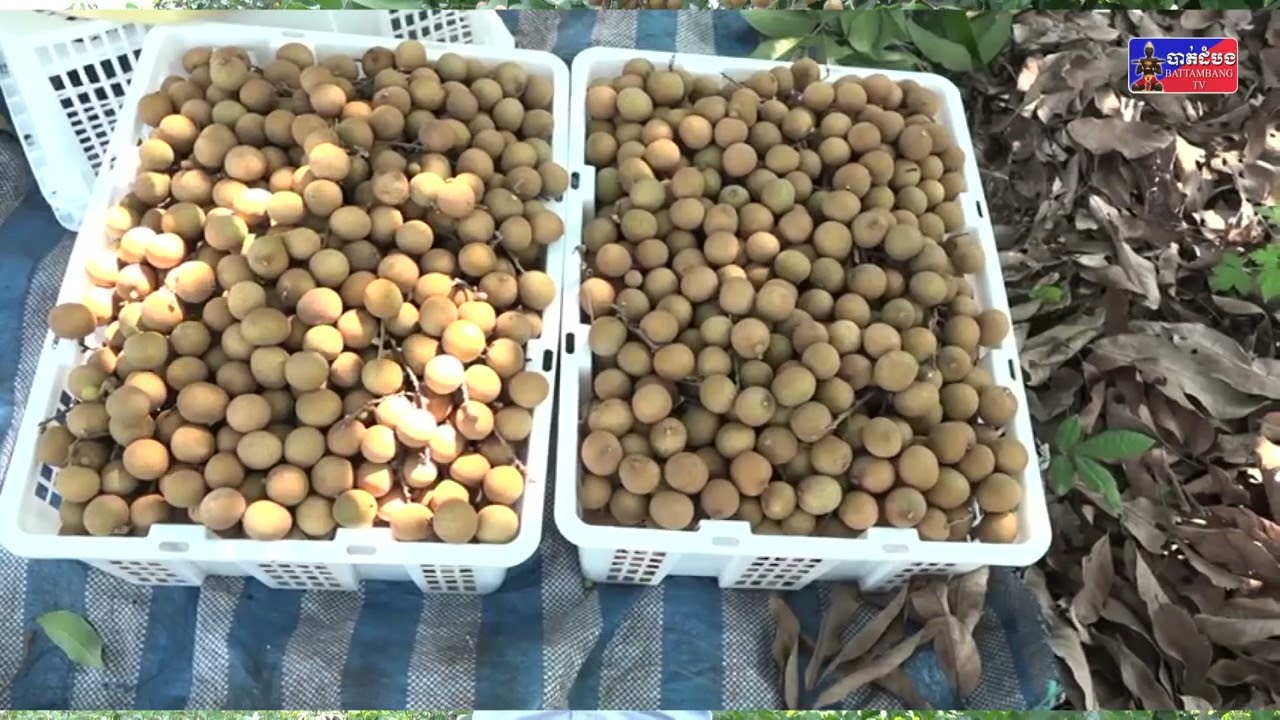 មៀនប៉ៃលិននៅស្រុករតនមណ្ឌលកំពុងផ្ដល់ទិន្នផលខ្ពស់ មានតម្លៃល្អប្រសើរ ជាប្រភេទកសិផលអាទិភាពនាំទៅប្រទេសចិន