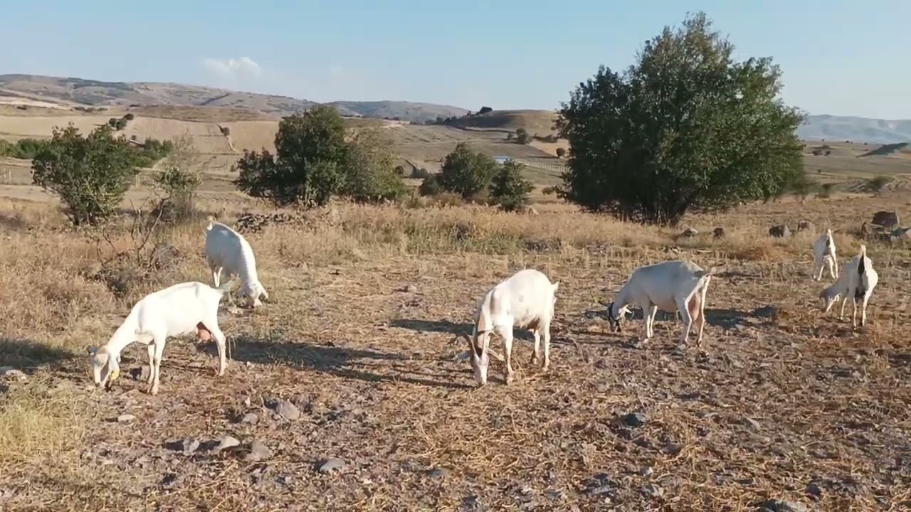 Saanen keçileri kaç ay sağılır. Doğru bilinen yanlışlar...
