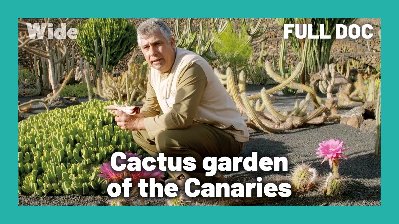 Apocalyptic beauty: garden of volcanoes and cacti | WIDE