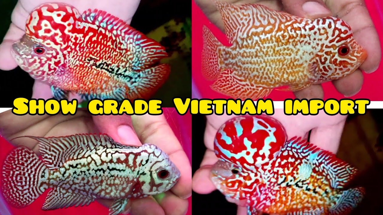 Utimate kamfa experience in chennai | GB kamfas Vietnam import 