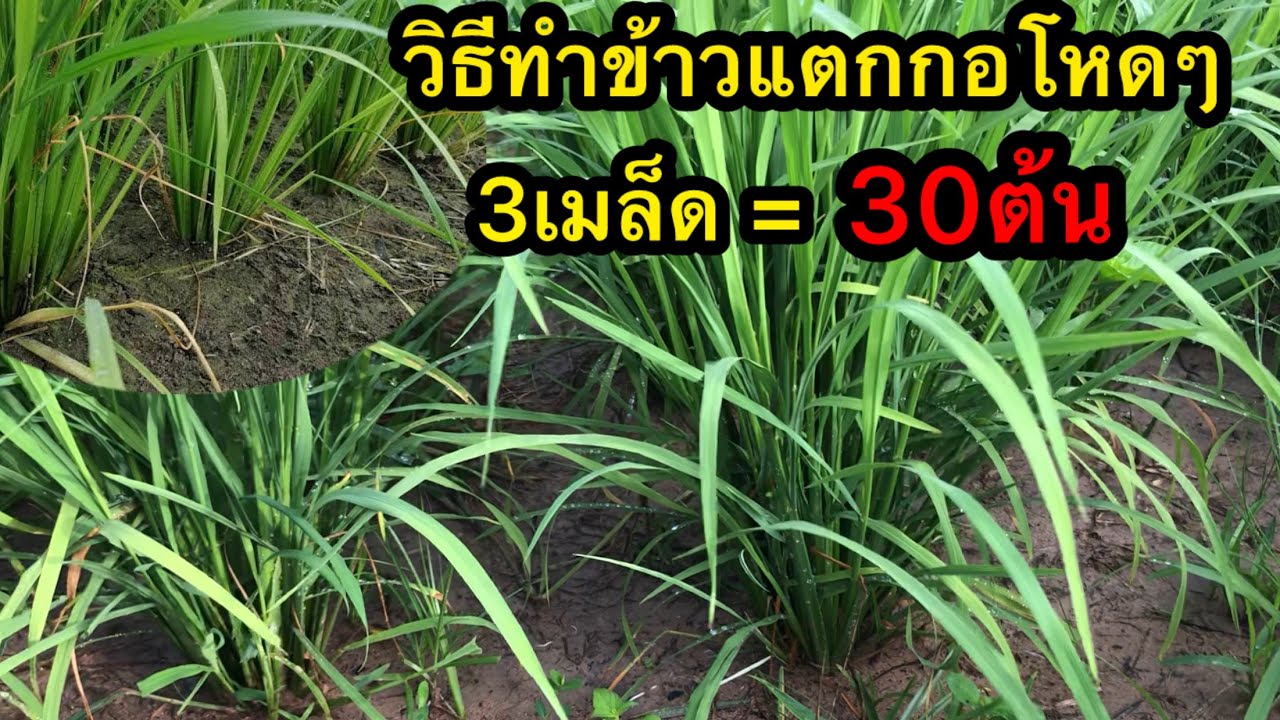 😲😲เหตุผลที่ข้าวจะแตกกอโหดๆได้ ต้องทำแบบนี้?? วิธีทำข้าวแตกกอ จาก3เมล็ด เป็น30ต้น อย่างกับตะไคร้