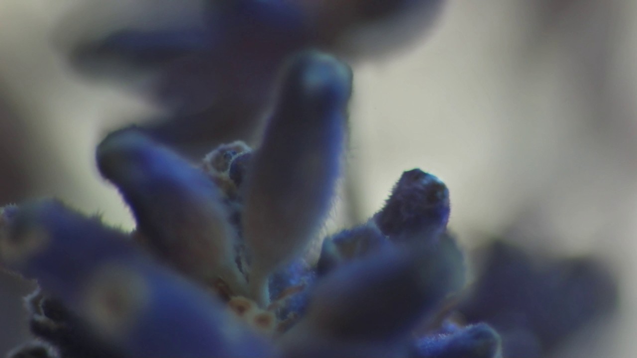 Amethyst - Cheng Hongyu & Rainer Granzin - New Art of Ancient Guqin