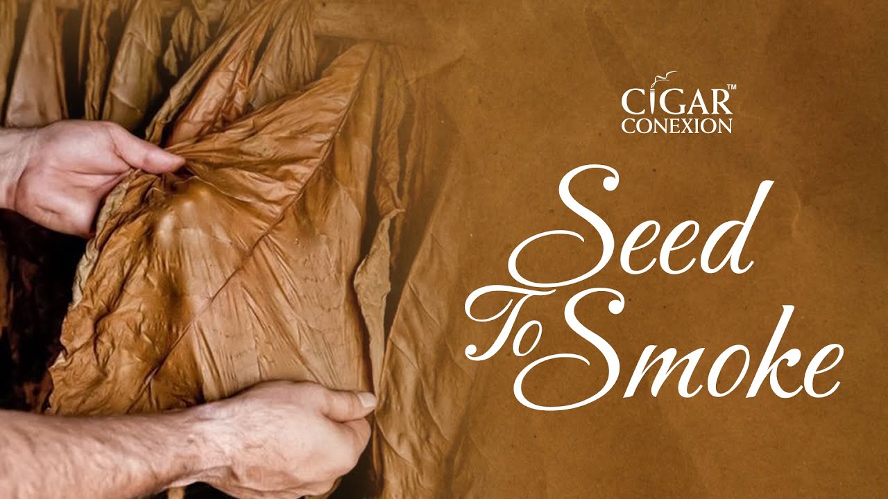 Cigar Making Process (From seed to Smoke)