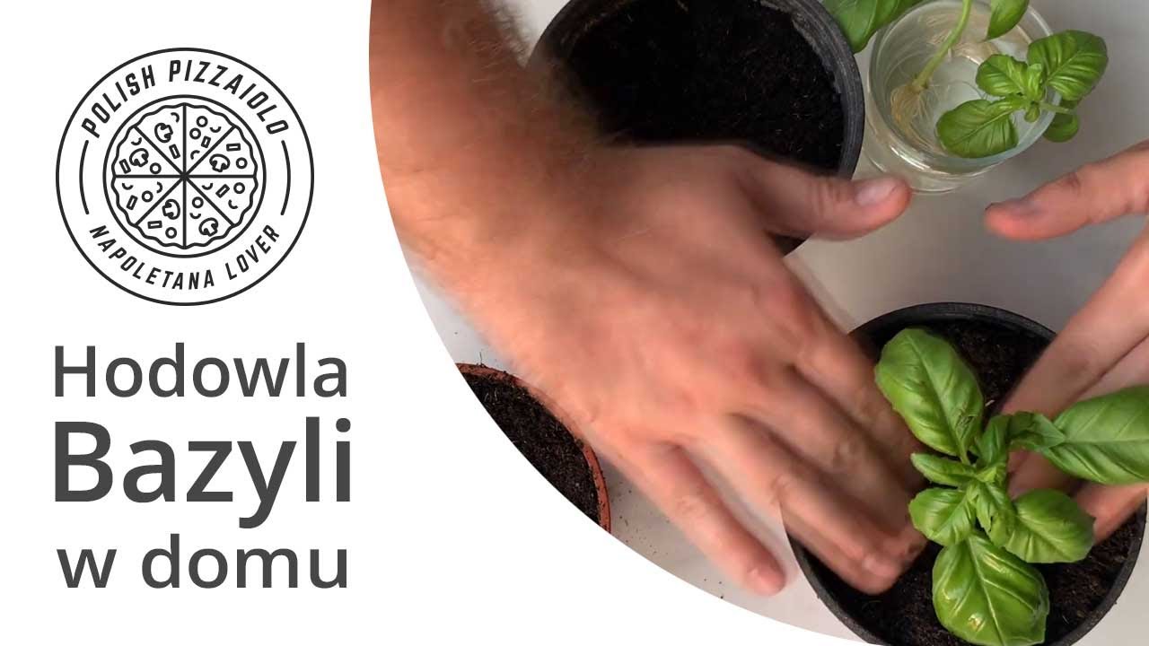 Hodowla i rozrost bazylii w domu ENG SUB