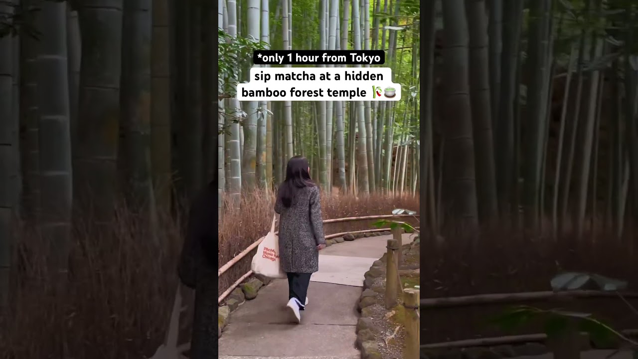 Sip matcha at this hidden bamboo forest temple!! #japanesefood #bamboo #kamakura