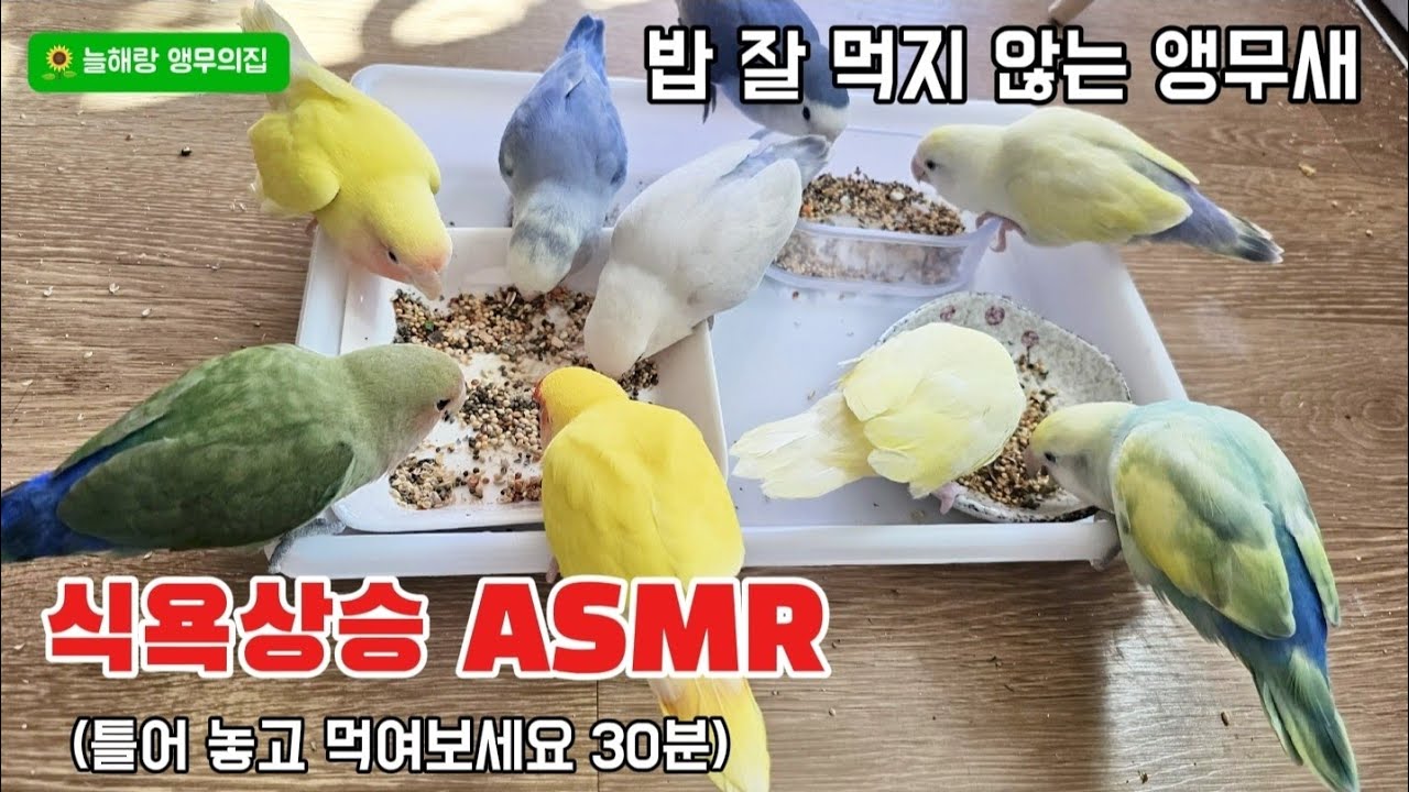 🌻밥 잘 먹지 않는 앵무새에게 틀어 주세요(ASMR)#앵무새 #parrot #birds #편식 #asmr #맛있는 #늘해랑